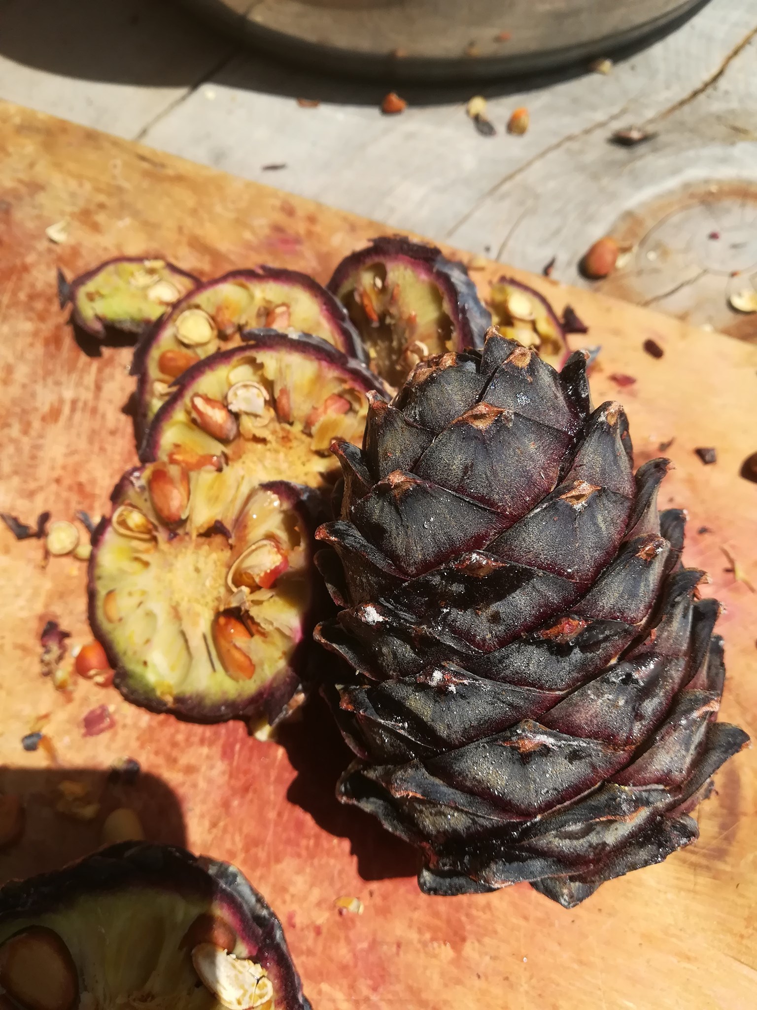 Zirbenöl-Herstellung 1